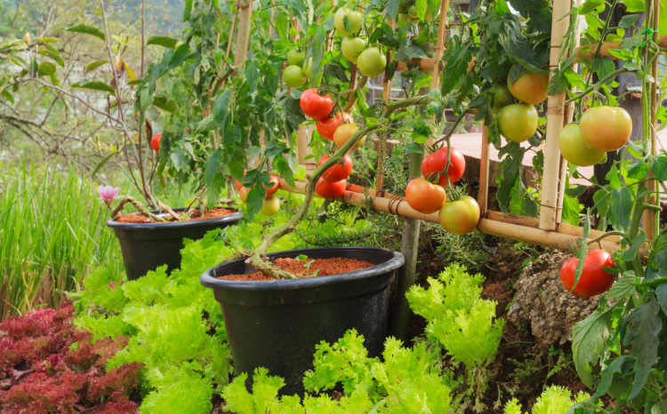 Grow a Garden od Roblox jest większy niż prawie każda gra — i to też jest problem 2